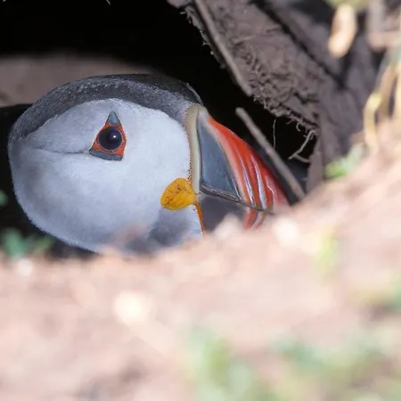 Saltee View By Trident Homes Дом отдыха Kilmore (Wexford)