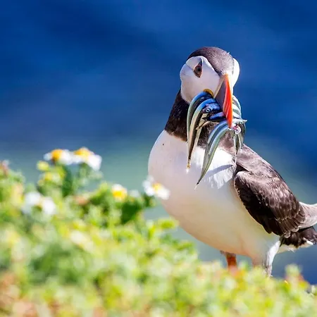 Saltee View By Trident Homes