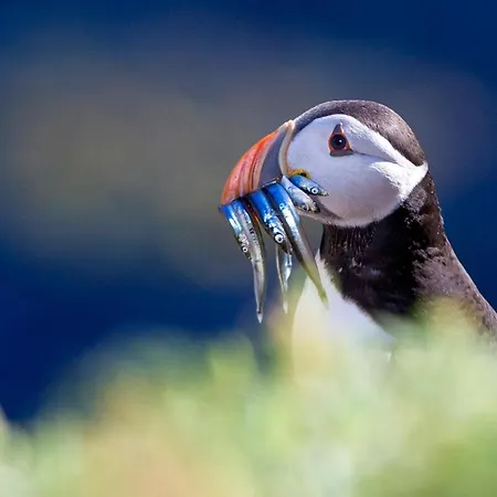 Saltee View By Trident Homes Дом отдыха *