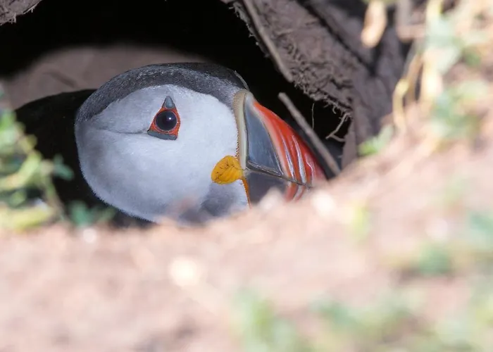 Saltee View By Trident Homes Vakantiehuis Kilmore (Wexford)