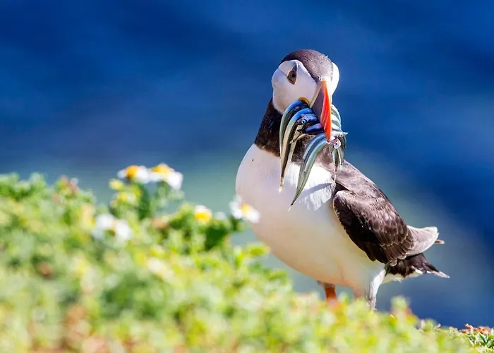 Saltee View By Trident Homes