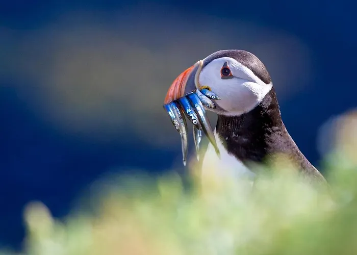 Saltee View By Trident Homes Vakantiehuis *